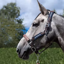 Antares grimma “Stressless”