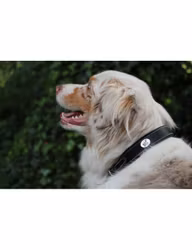 JumpIn Week Hundhalsband