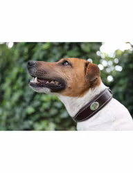 JumpIn Week Hundhalsband