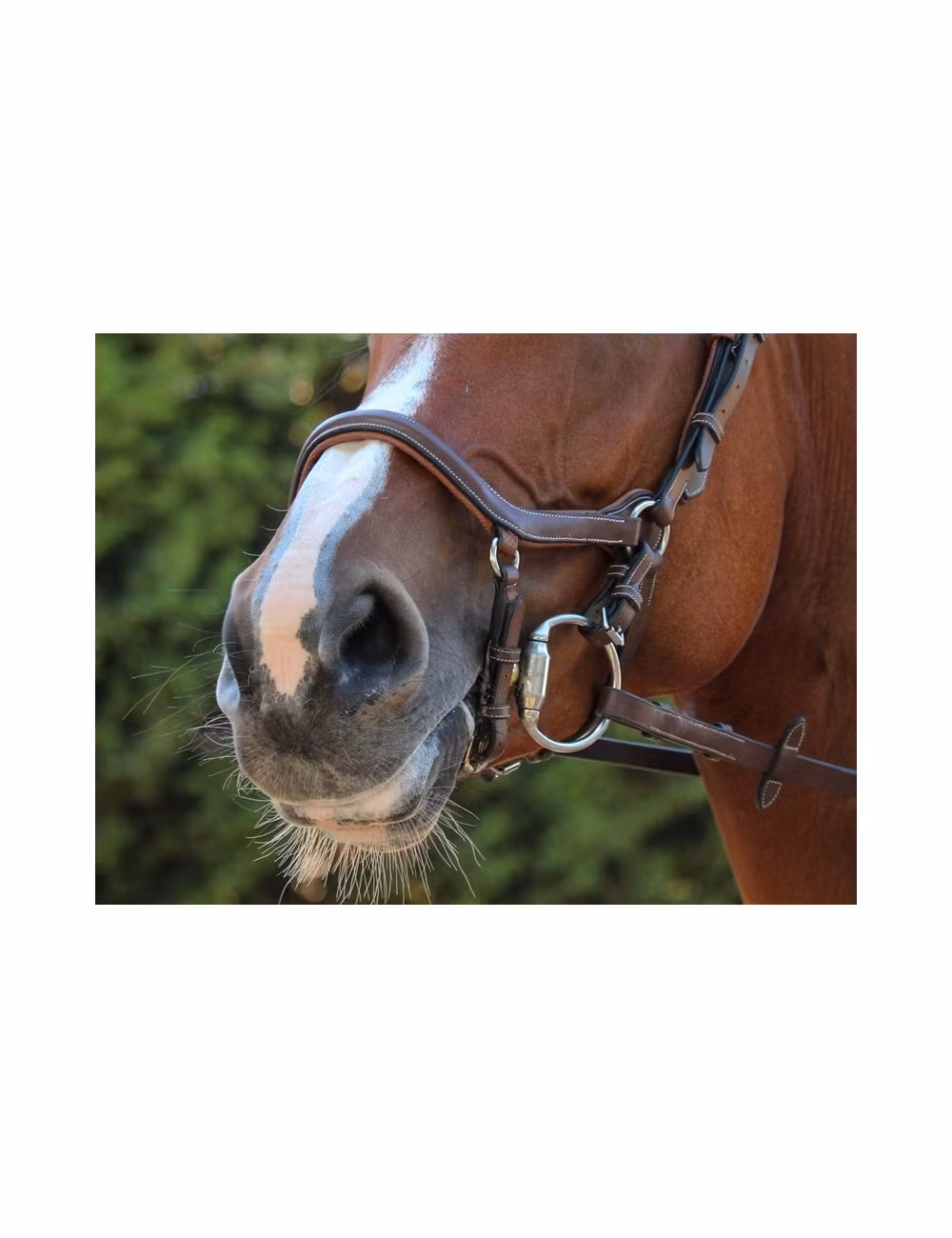 JumpIn One New York Nosgrimma