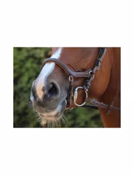 JumpIn One New York Nosgrimma