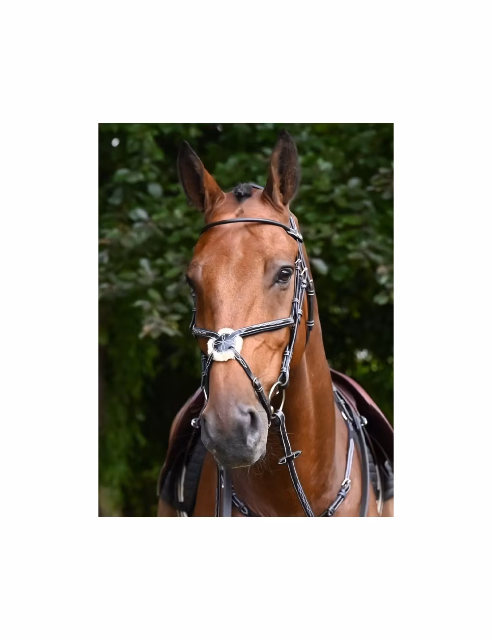 JumpIn Week Monday träns med mexikansk nosgrimma