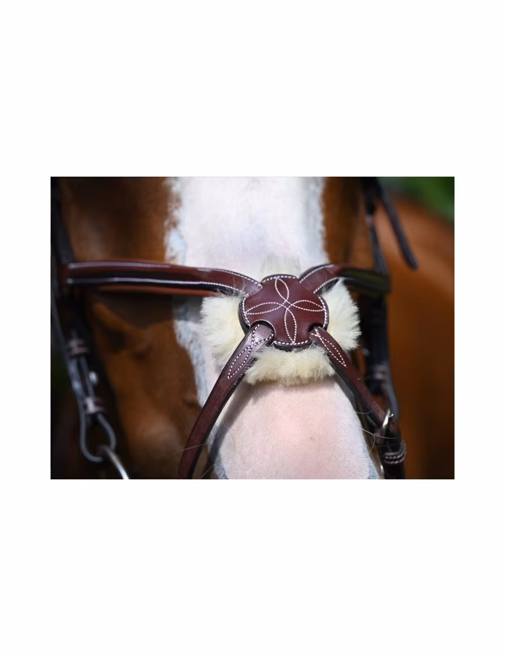 JumpIn Week Tuesday träns med mexikansk nosgrimma