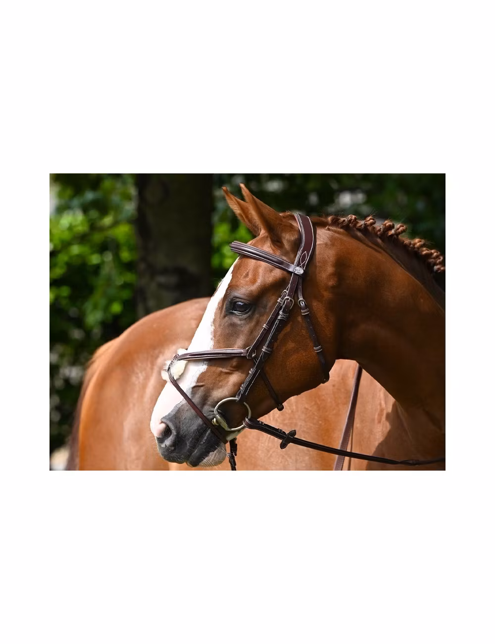 JumpIn Week Tuesday träns med mexikansk nosgrimma