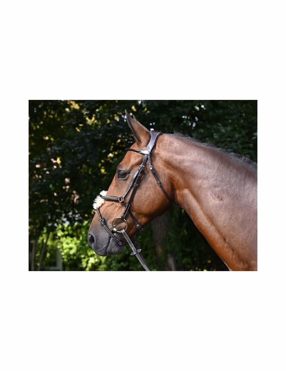 JumpIn Week Wednesday träns med mexikansk nosgrimma