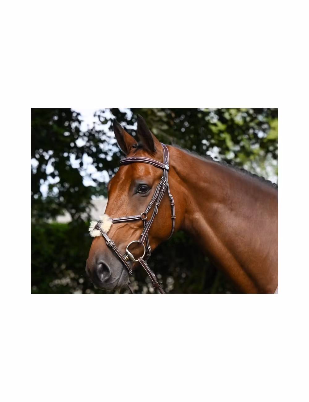 JumpIn Week Thursday träns med mexikansk nosgrimma