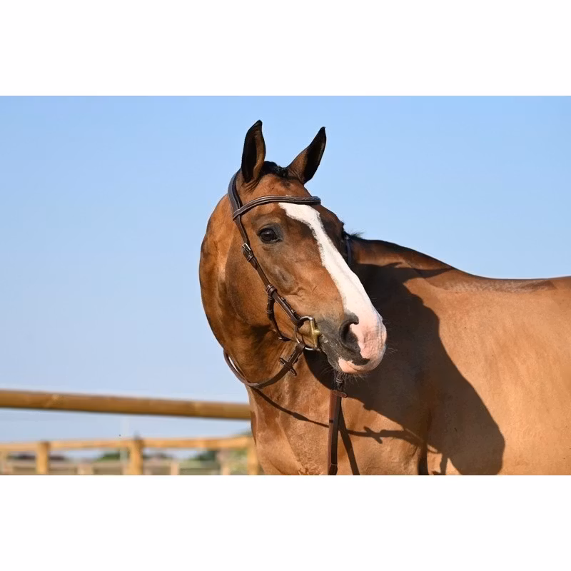 JumpIn One Liberty Hackamoreträns