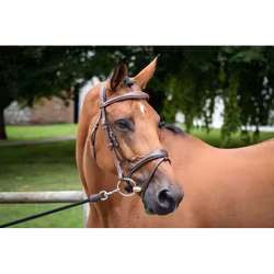 JumpIn One Bruxelles träns med aachennosgrimma