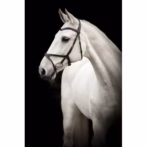 Källquist Träns Knights Arthur