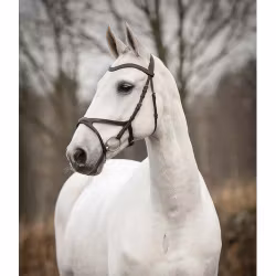 Källquist Träns Knights Arthur