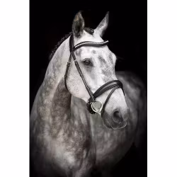 Källquist Träns Lippo Supreme Courbette