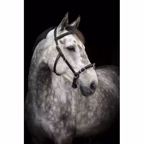 Källquist Lippo Supreme Kapson