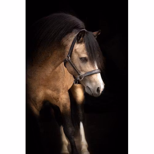 Källquist Lädergrimma Lippo Basic