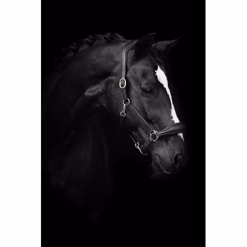 Källquist Lädergrimma Lippo Basic Groomning