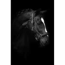 Källquist Lädergrimma Lippo Basic Groomning