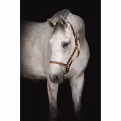 Källquist Lädergrimma Lippo Supreme Midbrown