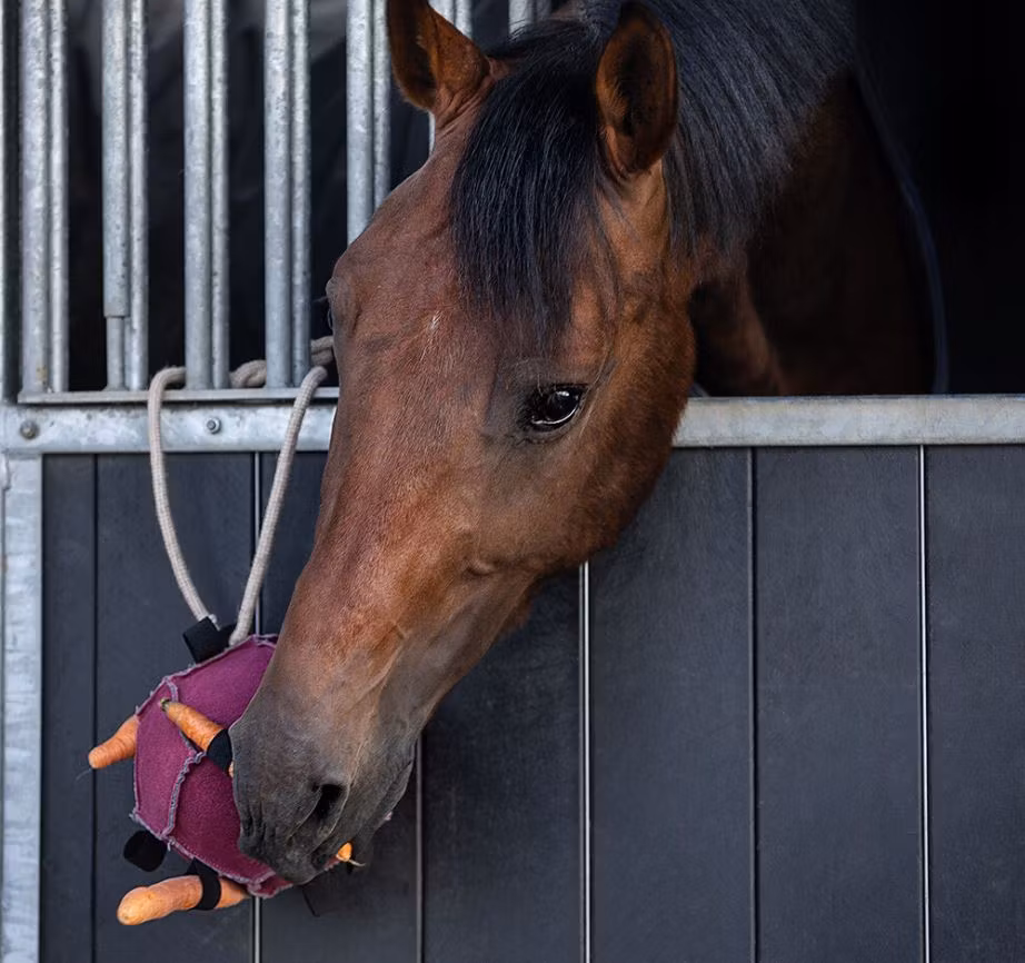 QHP Häst leksak boll