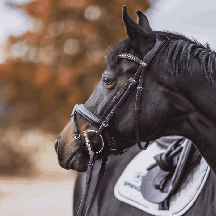 KK ULTRA D-Ring 15 mm - Sensogan