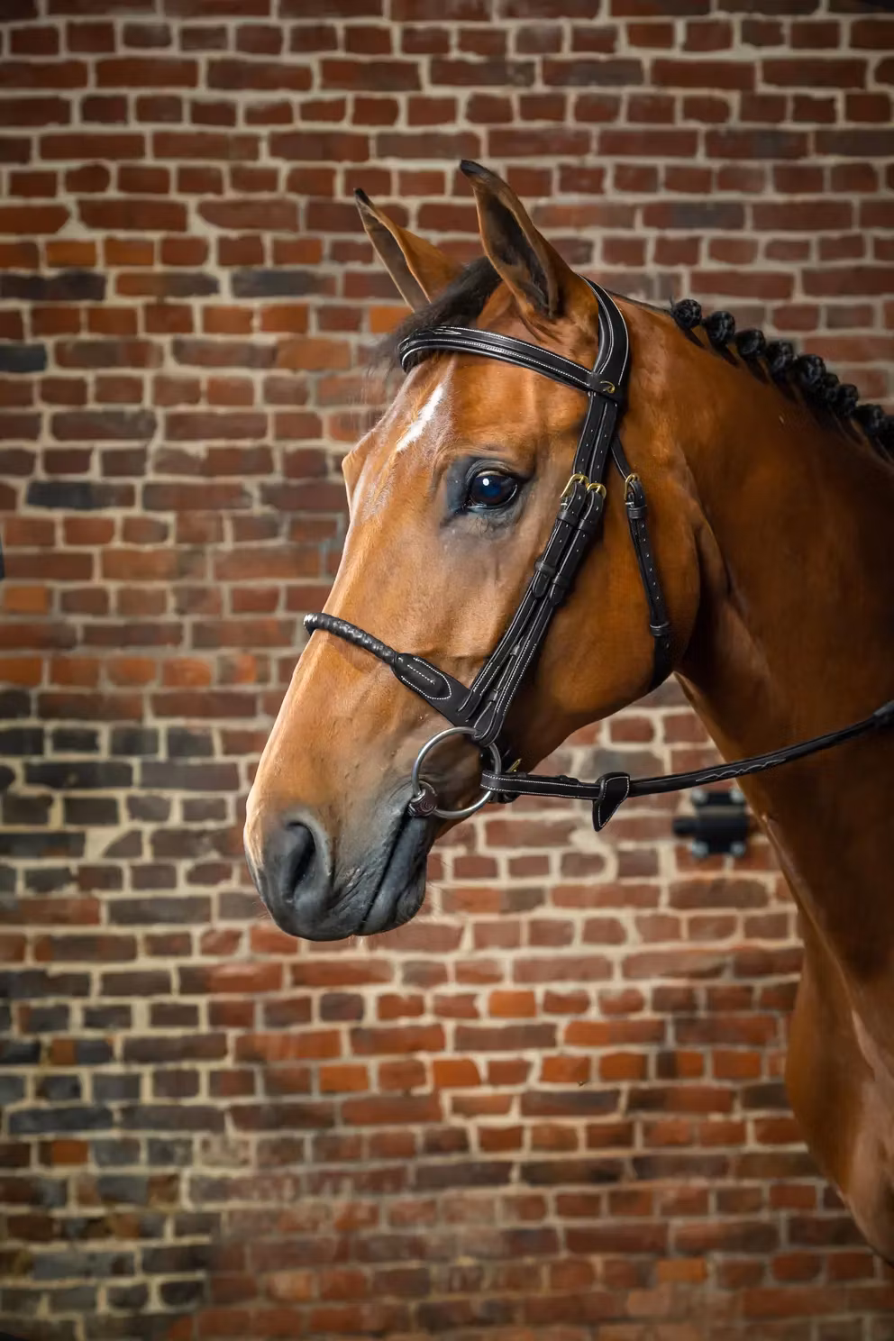 Dyon Träns läderklädd repnosgrimma D