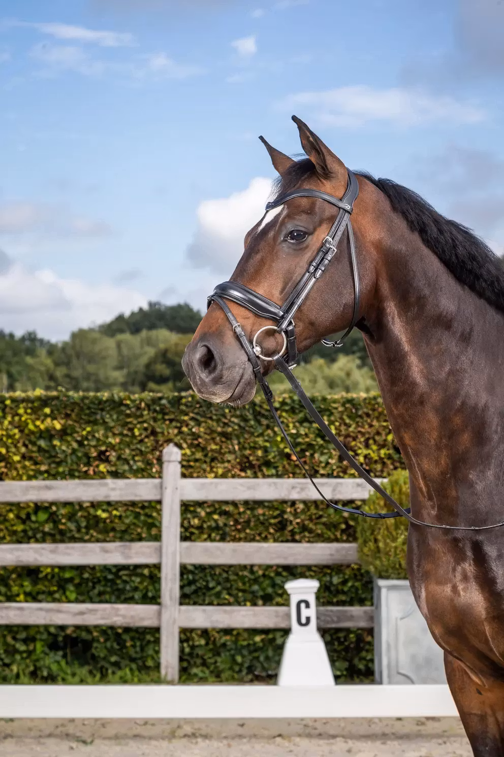 Dyon Dressyrträns stor pullbacknosgrimma DR