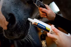 Cavalor Gastro Aid Paste