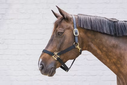 Kentucky Nylon Halter Breakaway