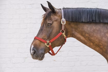 Kentucky Nylon Halter Breakaway