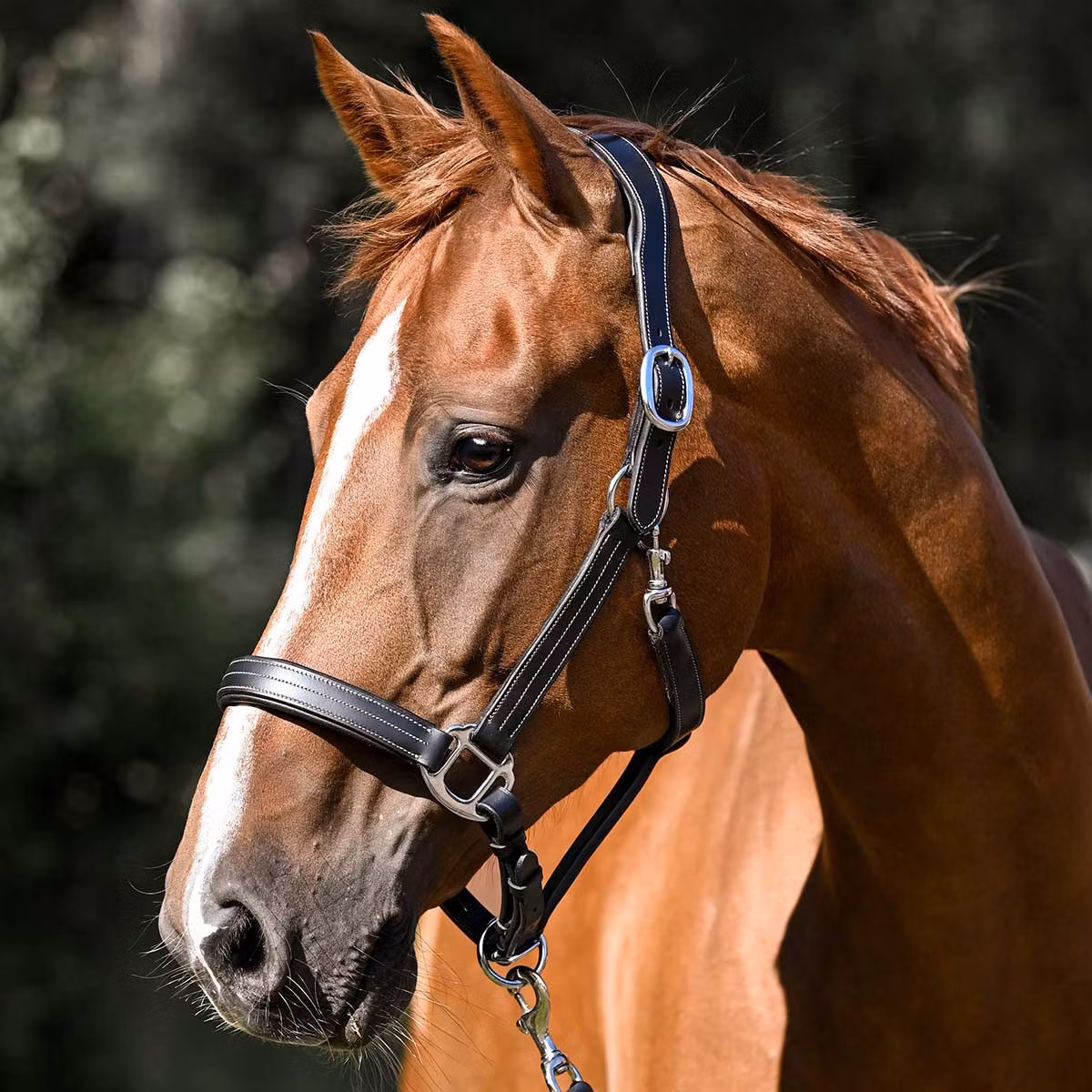 Signature by Antarès lädergrimma