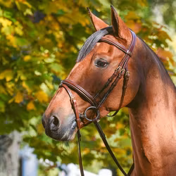EQ Wynswood träns m komb nosgrimma