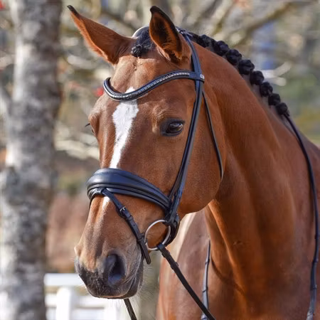 EQ Hannibal flat dressyrträns klinkers-pannband