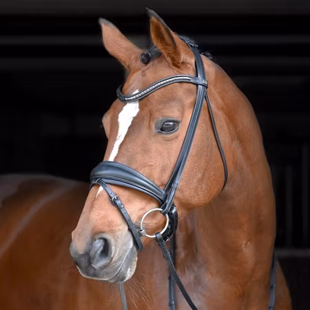 EQ Hannibal flat dressyrträns klinkers-pannband