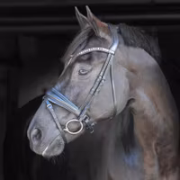 EQ Helix dressyrträns grå kristall-pannband