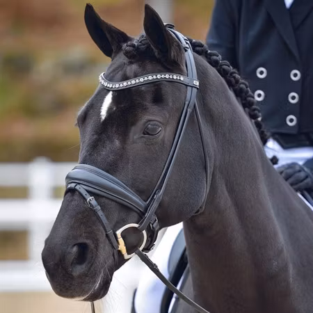 EQ Hamilton rundsytt dressyrträns grå kristall-pannb