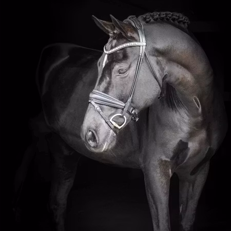 EQ Hamilton rundsytt dressyrträns grå kristall-pannb