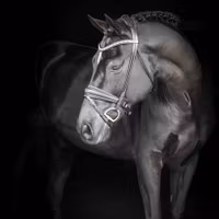 EQ Hamilton rundsytt dressyrträns grå kristall-pannb