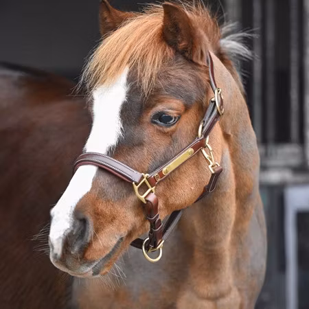 EQ Lädergrimma mässing