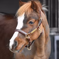 EQ Lädergrimma mässing