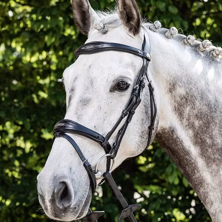 Prestige  E141 Träns komb nosgr