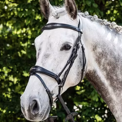 Prestige  E141 Träns komb nosgr