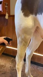 Grooming Deluxe Green Spot & Dust Remover almond 500ml