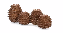 Ljusstake Tallkotte Multi