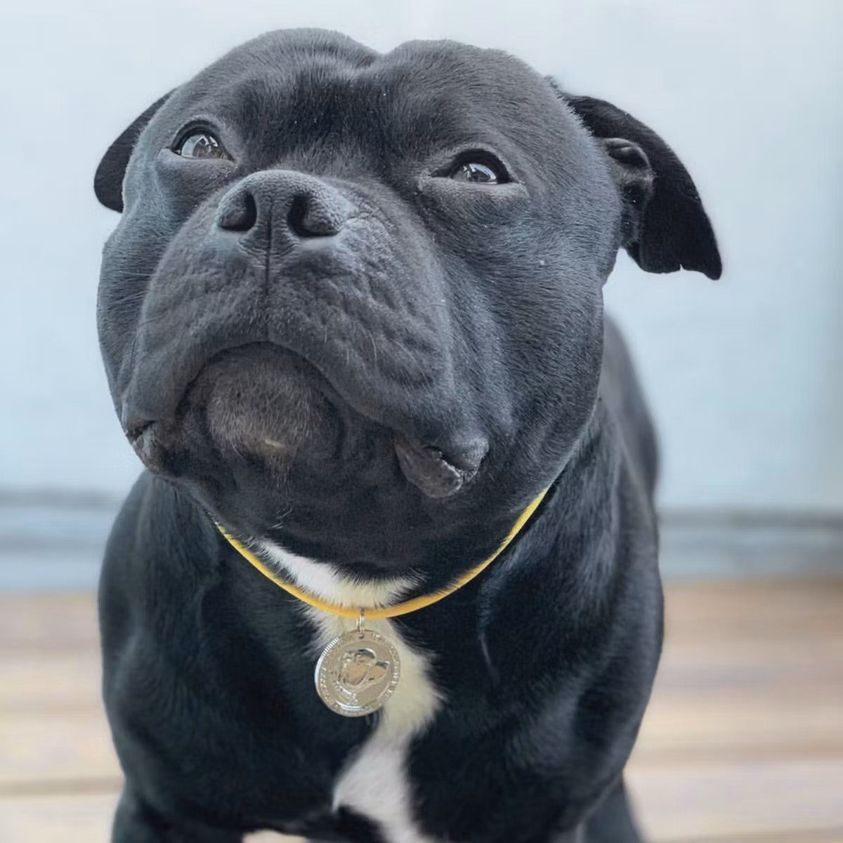 Paracord Collar & Nametag - Yellow - Staffordshire Bull Terrier 1935