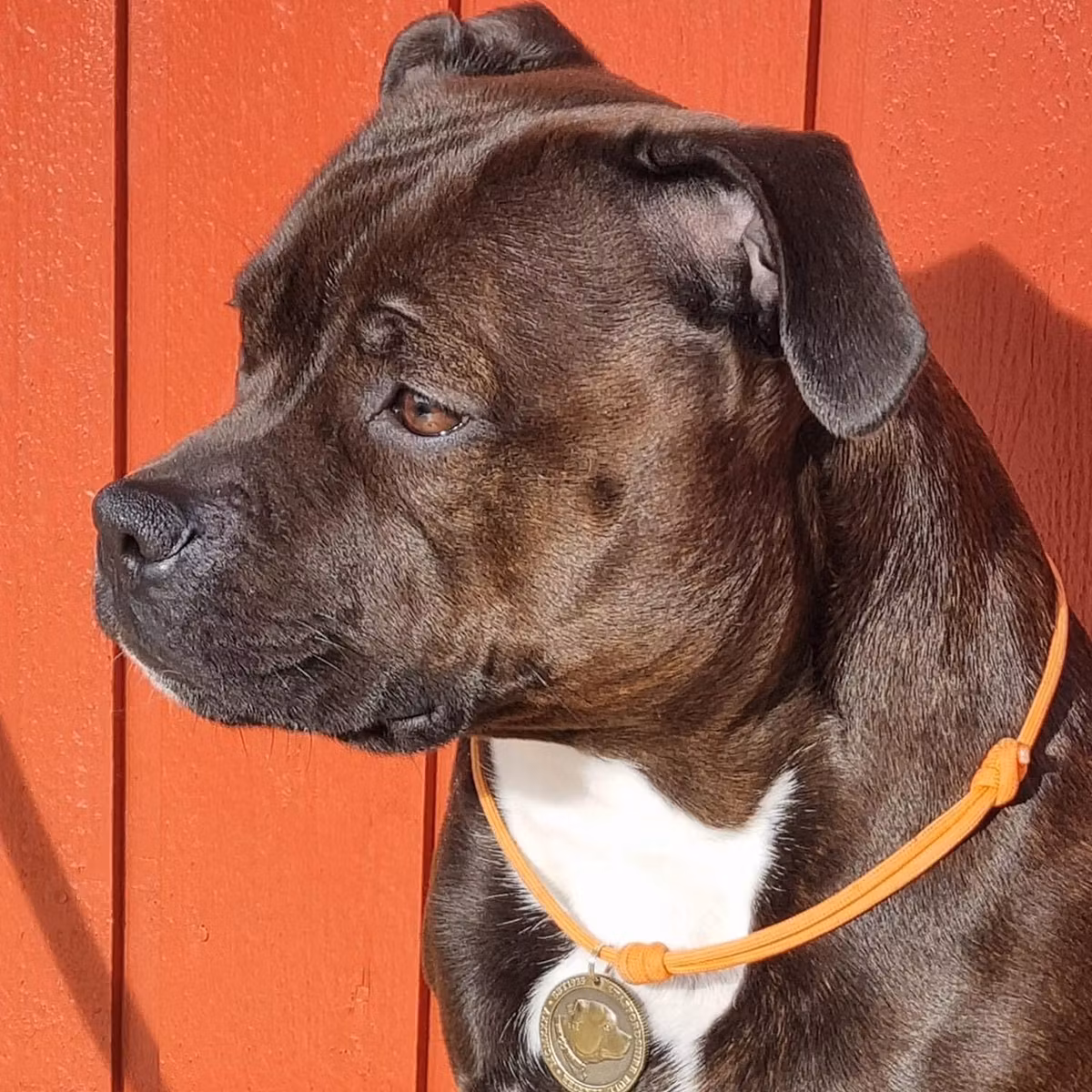 Paracord Collar & Nametag - Orange - Staffordshire Bull Terrier 1935