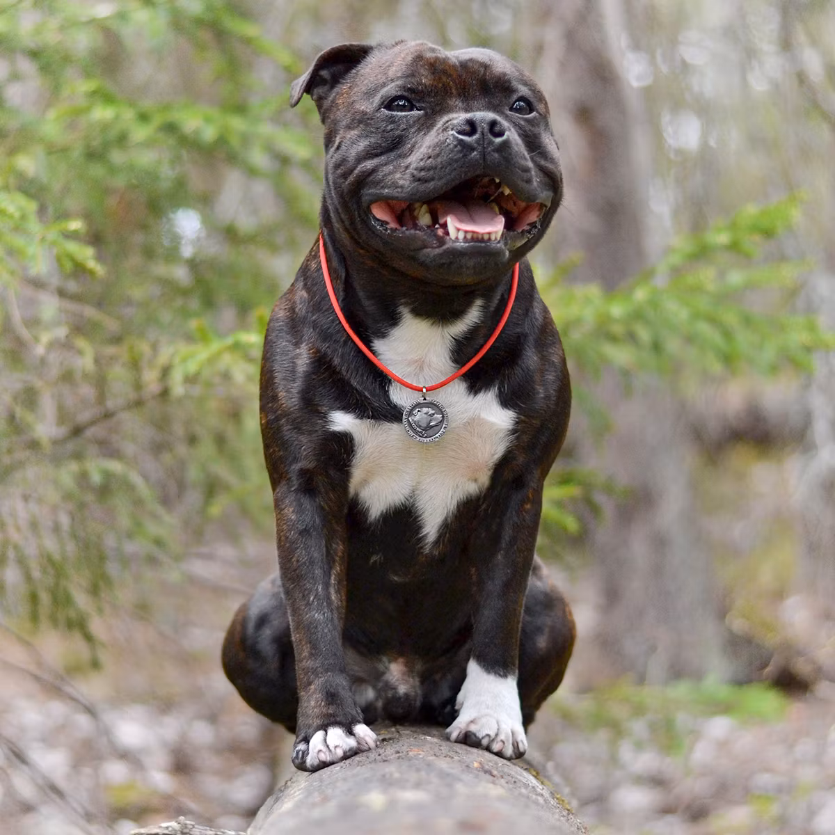 Staffordshire Bull Terrier 1935 - Paracord - Nametag