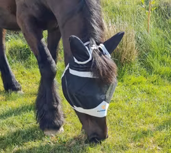 Flughuva Shires
