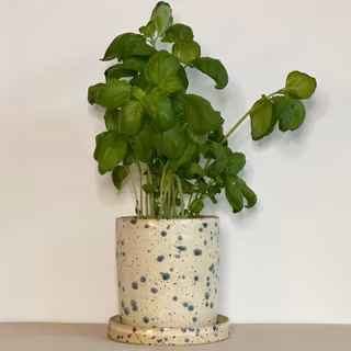 Kruka med fat VANILJ med blå stänk