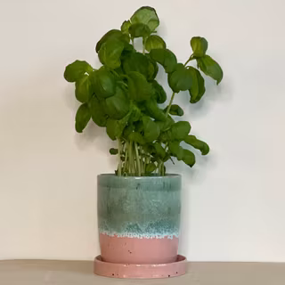 Kruka med fat SOMMAR