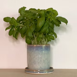 Kruka med fat ISBLÅ