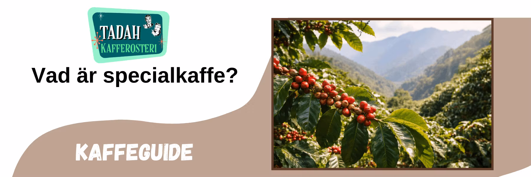 Kaffeguide: Vad är specialkaffe?