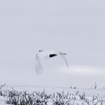 Lirype flygende, Ustaoset